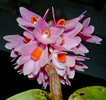 Dendrobium pseudoglomeratum