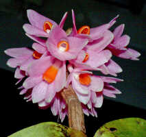 Dendrobium pseudoglomeratum: Dendrobium pseudoglomeratum T.M.Reeve & J.J.Wood, inflorescence, photo Ed de Vogel, Leiden cult. 20030754 (de Vogel & Vogel), from Papua New Guinea, Central Prov.