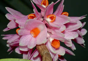 Dendrobium pseudoglomeratum: Dendrobium pseudoglomeratum T.M.Reeve & J.J.Wood, inflorescence, photo Ed de Vogel, Leiden cult. 20030754 (de Vogel & Vogel), from Papua New Guinea, Central Prov.