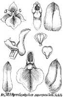 Agrostophyllum superpositum: Agrostophyllum superpositum Schltr., from Repert. Spec. Nov. Regni Veg. Beih. 21 (1923) t. 103, fig. 383