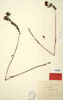 Spathoglottis elobulata: Spathoglottis elobulata J.J.Sm., herbarium sheet, Bogor cult. s.n. (syntype specimen L, probably)