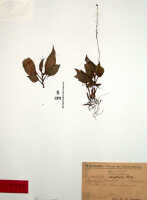 Crepidium sciaphilum: Crepidium sciaphilum (Schltr.) Szlach. (as Microstylis sciaphila Schltr.), herbarium sheet, Schlechter 18267 (isotype specimen BO)