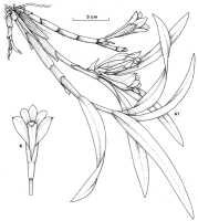 Dendrobium vexillarius: Dendrobium vexillarius J.J.Sm. var. retroflexum (J.J.Sm.) T.M.Reeve & P.Woods, drawing by M. Bates in Notes Roy. Bot. Gard. Edinburgh 46 (1989) 252, fig. 29 A1, K