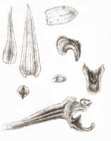 Bulbophyllum chloranthum: Bulbophyllum chloranthum Schltr. as Bulbophyllum squamiferum J.J.Sm., floral analysis, drawing J.J. Smith, from Pulle s.n.