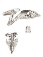 Dendrobium rhipidolobum: Dendrobium rhipidolobum Schltr., drawing J.J. Smith, based on Bogor cult. 192h