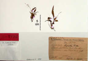 Crepidium oliganthum: Crepidium oliganthum (Schltr.) Szlach. (as Microstylis oligantha Schltr.), herbarium sheet, Schlechter 17976 (isotype specimen BO)
