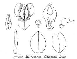 Crepidium diploceras: Crepidium diploceras (Schltr.) Szlach. (as Microstylis diploceras Schltr.), drawing R. Schlechter in Repert. Spec. Nov. Regni Veg. Beih. 21 (1923) t. 46, fig. 158