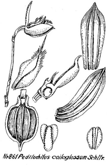 Bulbophyllum coiloglossum
