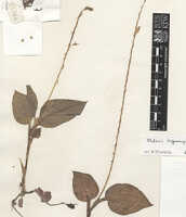Crepidium hippocrepiforme: overview picture