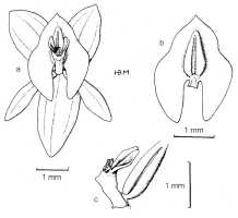 Crepidium undulatum: Crepidium undulatum (Schltr.) Szlach. (as Pseudoliparis undulata (Schltr.) Szlach. & Marg.). Drawing by Szlachetko in Adansonia 21 (1999) 277