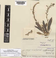 Crepidium epiphyticum: Crepidium epiphyticum (Schltr.) Szlach. (as Microstylis epiphytica Schltr.), herbarium sheet, Schlechter 14382 (isotype specimen K), photo copyright the Board of Trustees of the Royal Botanic Gardens, Kew