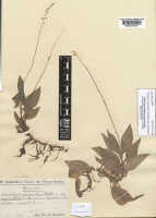 Crepidium decumbens: Microstylis decumbens Schltr.), herbarium sheet, Schlechter 17371 (isotype specimen K), photo copyright the Board of Trustees of the Royal Botanic Gardens, Kew