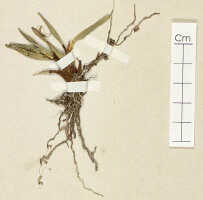 Dendrobium abbreviatum: Dendrobium abbreviatum Schltr., detail of isotype specimen: Schlechter 16598 (L)
