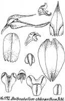Bulbophyllum chloranthum: Bulbophyllum chloranthum Schltr., floral analysis, R. Schlechter in Repert. Spec. Nov. Regni Veg. Beih. 21 (1928) t. 310, fig. 1192