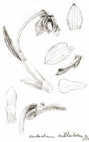 Dendrobium chamaephytum: Dendrobium chamaephytum Schltr. (as Dendrobium subhastatum J.J.Sm.), drawing J.J. Smith, based on Gjellerup 508 (p.p.)