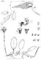 Bulbophyllum arfakianum: Bulbophyllum arfakianum,  P. O'Byrne, drawing