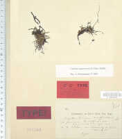 Dendrobium legareiense: Dendrobium legareiense J.J.Sm. var. rouffaerense J.J.Sm., type specimen: Docters van Leeuwen 10333 (holo L)