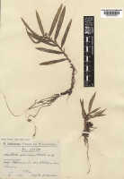 Robiquetia wariana: Robiquetia wariana (Schltr.) Kocyan & Schuit., as Malleola wariana Schltr., herbarium sheet, Schlechter 19558 (isotype specimen K), photo copyright the Board of Trustees of the Royal Botanic Gardens, Kew