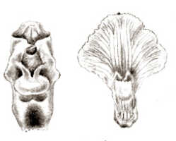 Agrostophyllum superpositum: Agrostophyllum superpositum Schltr., drawing J.J. Smith