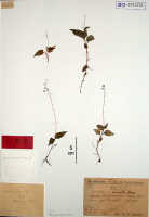 Crepidium vinicolor: Crepidium vinicolor (Schltr.) Szlach. (as Microstylis vinicolor Schltr.), herbarium sheet, Schlechter 20168 (isotype specimen BO)
