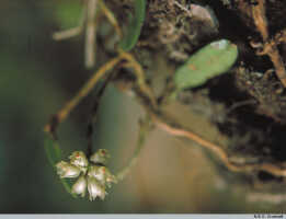 Phreatia scandens: Phreatia scandens J.J.Sm., habit, photo N.E.G. Cruttwell (3/85, PNG, Mt. Gahavisuka)