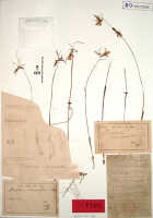 Nervilia punctata: Nervilia punctata (Blume) Makino var. papuana J.J.Sm., herbarium sheet, Bogor cult. (Branderhorst) 169 (holotype specimen BO)