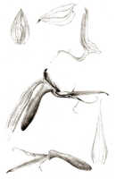 Habenaria paucipartita: Habenaria paucipartita J.J.Sm., drawing J.J. Smith, from Stein s.n.