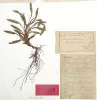 Dendrobium bidentiferum: Dendrobium bidentiferum J.J.Sm., holotype specimen: Versteeg 1539 (BO)