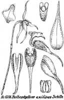 Bulbophyllum exilipes: Bulbophyllum exilipes Schltr., floral analysis, R. Schlechter in Repert. Spec. Nov. Regni Veg. Beih. 21 (1928) t. 263, fig. 1006