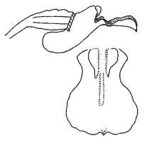 Styloglossum ventilabrum: Styloglossum ventilabrum (Rchb.f.) T.Yukawa & P.J.Cribb, as Calanthe ventilabrum Rchb.f., drawing Mutsuko Nakajima in Males. Orch. J. 7 (2011) 17, fig. 5: 5a-b, based on Smith 5152