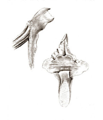 Epiblastus unguiculatus