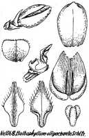 Bulbophyllum oligochaete: Bulbophyllum oligochaete Schltr., floral analysis, R. Schlechter in Repert. Spec. Nov. Regni Veg. Beih. 21 (1928) t. 279, fig. 1068