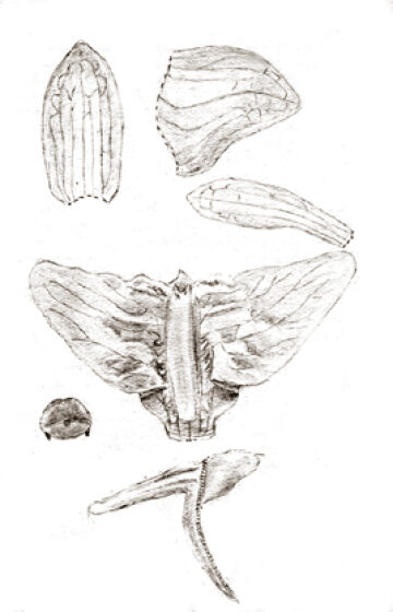 Dendrobium triangulum