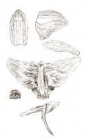 Dendrobium triangulum: Dendrobium triangulum J.J.Sm., drawing J.J. Smith, based on Janowsky 107