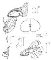 Corybas vespertilionis: Corybas vespertilionis P.Royen, deaughtsperson not known, possibly Pieter van Royen, in Phanerog. Monogr. 16 (1983) 116, fig. 32