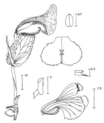 Corybas vespertilionis