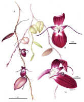 Bulbophyllum papuaense: Bulbophyllum papuaense X.H.Jin, flowers, various views and stem part, watercolour Aili Li, in PhytoKeys 138 (2020) 129, fig. 3