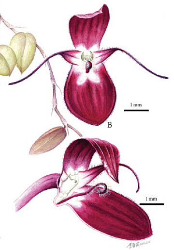 Bulbophyllum papuaense