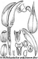 Bulbophyllum arfakianum: Bulbophyllum arfakianum Kraenzl., floral analysis, R. Schlechter in Repert. Spec. Nov. Regni Veg. Beih. 21 (1928) t. 245, fig. 931