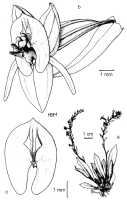 Crepidium epiphyticum: Crepidium epiphyticum (Schltr.) Szlach. Drawing by Szlachetko in Fragm. Florist. Geobot. Suppl. 3 (1995) 126.