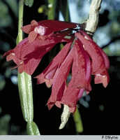 Dendrobium lawesii: Dendrobium lawesii F.Muell., photo P. O'Byrne, based on O'Byrne D800