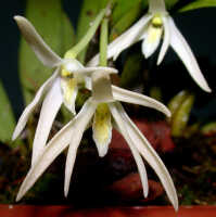 Dendrobium quadricarinatum: Dendrobium quadricarinatum de Vogel, flowers. photo Ed de Vogel , from Leiden cult. 20030863a (de Vogel et al.)