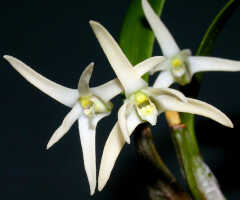 Dendrobium quadricarinatum: Dendrobium quadricarinatum de Vogel, flowers. photo Ed de Vogel , from Leiden cult. 20030863a (de Vogel et al.)