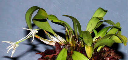 Dendrobium quadricarinatum: Dendrobium quadricarinatum de Vogel, plant habit. photo Ed de Vogel , from Leiden cult. 20030863a (de Vogel et al.)