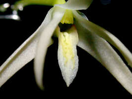 Dendrobium quadricarinatum: Dendrobium quadricarinatum de Vogel, column and lip, oblique front fiew. photo Ed de Vogel , from Leiden cult. 20030863a (de Vogel et al.)