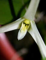 Dendrobium quadricarinatum: Dendrobium quadricarinatum de Vogel, column and lip, front fiew. photo Ed de Vogel , from Leiden cult. 20030863a (de Vogel et al.)