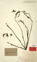 Spathoglottis elobulata: Spathoglottis elobulata J.J.Sm., herbarium sheet, Bogor cult. s.n. (syntype specimen L, probably)