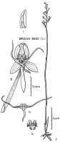 Habenaria khasiana: Habenaria khasiana Hook.f., plant habit and flower analysis, drawing Jany Renz in Pl. Syst. Evol. 155 (1987) 329, fig. 5f-k, based on Brass 8650