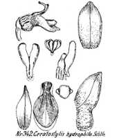 Ceratostylis hydrophila: overview picture