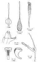 Bulbophyllum schmidii: Bulbophyllum schmidii Garay, drawing by Garay, Harvard Pap. Bot. 4 (1999) 305, fig.
